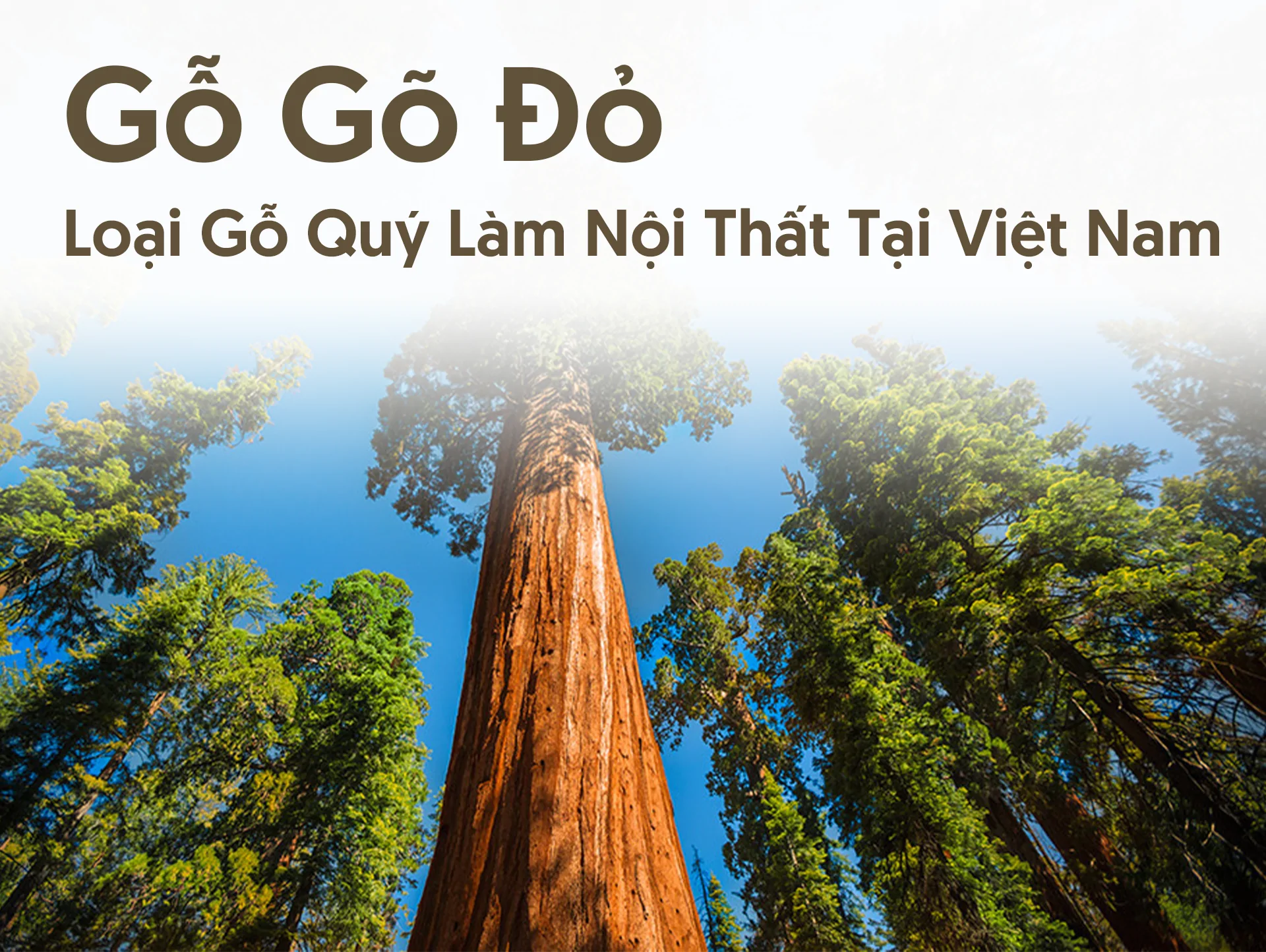 Gỗ gõ đỏ – Loại gỗ quý làm nội thất tại Việt Nam